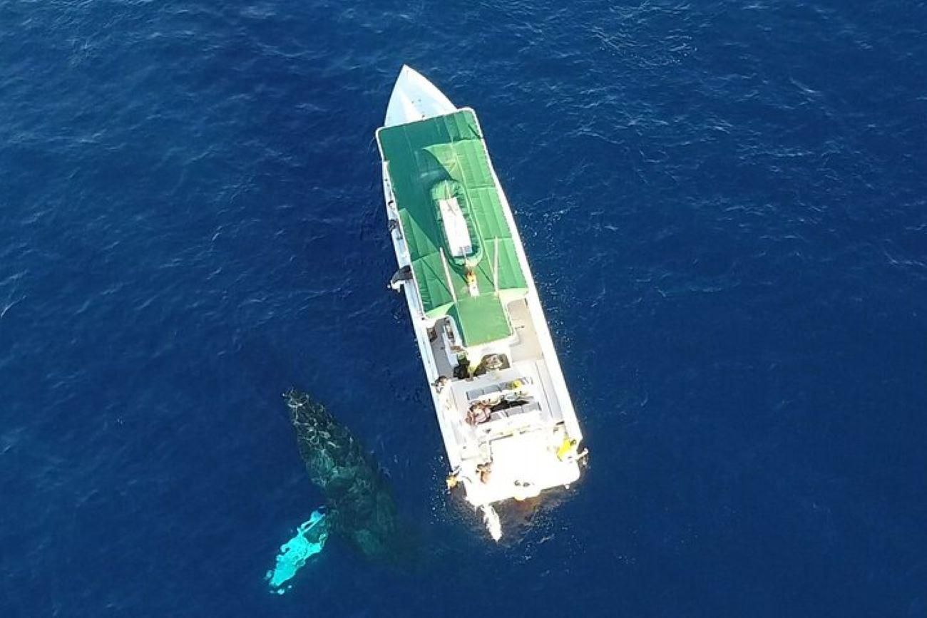 Lahaina: Whale Watching mit dem Boot