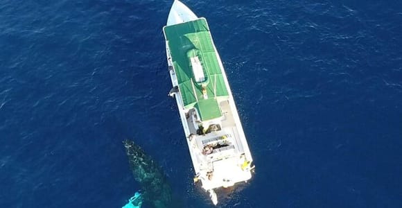 Lahaina: Humpback Whale Watching Cruise