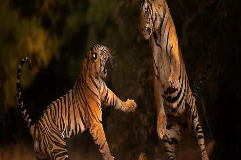 Ranthambore: core zone-1 to 5 Gypsy Tiger Safari with Lunch Ranthambore:core zone 1 to 5 canter jungle safari with lunch