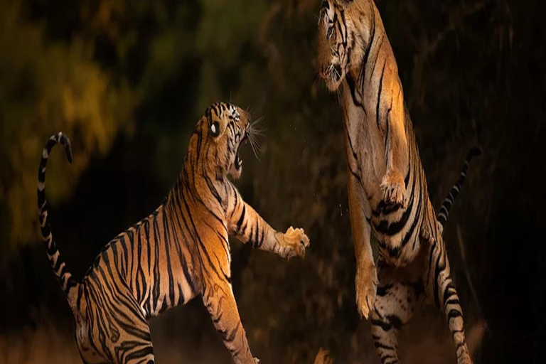 Ranthambore: core zone-1 to 5 Gypsy Tiger Safari with Lunch Ranthambore:core zone 1 to 5 canter jungle safari with lunch