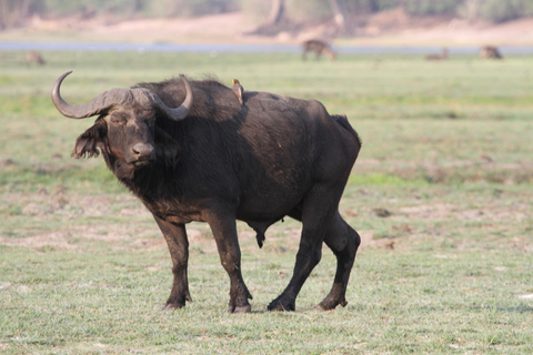 Victoria Falls: Zambezi River Sunset Cruise with Drinks