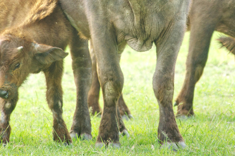 Safari di 3 giorni e 2 notti nella riserva di Olpejeta