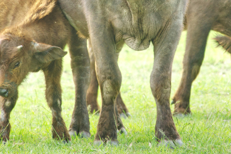 Safari di 3 giorni e 2 notti nella riserva di Olpejeta