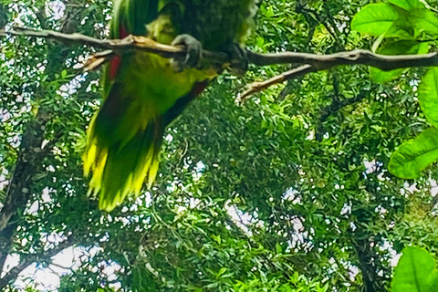 From Santa Marta: Minca and Coffee and Cacao Tour with Lunch Minca Magic and exotic Coffee and Cacao Tour