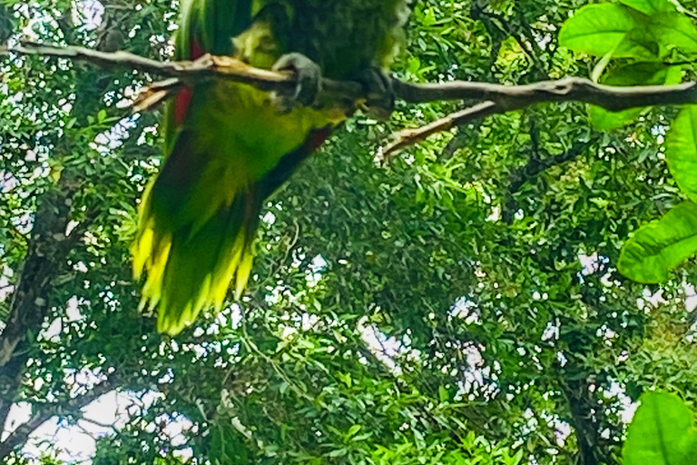 From Santa Marta: Minca and Coffee and Cacao Tour with Lunch Minca Magic and exotic Coffee and Cacao Tour