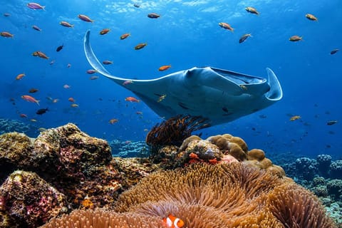 Nusa Penida: Manta Rays Snorkeling + Diamond Beach Visit