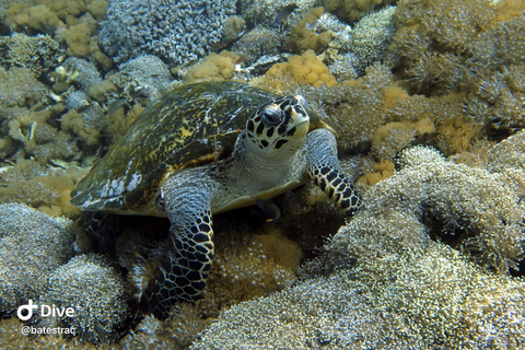 Lombok: Gili Meno Turtle Snorkeling Trip with Photos