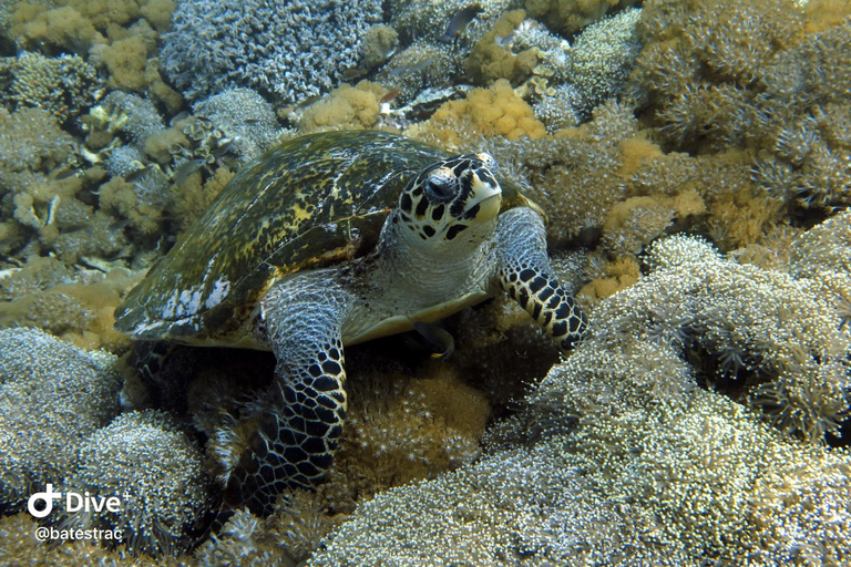 Lombok: Gili Meno Turtle Snorkeling Trip with Photos