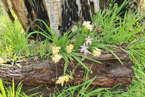 珀斯：国王公园野花节导览自行车之旅珀斯：国王公园野花节导览自行车游