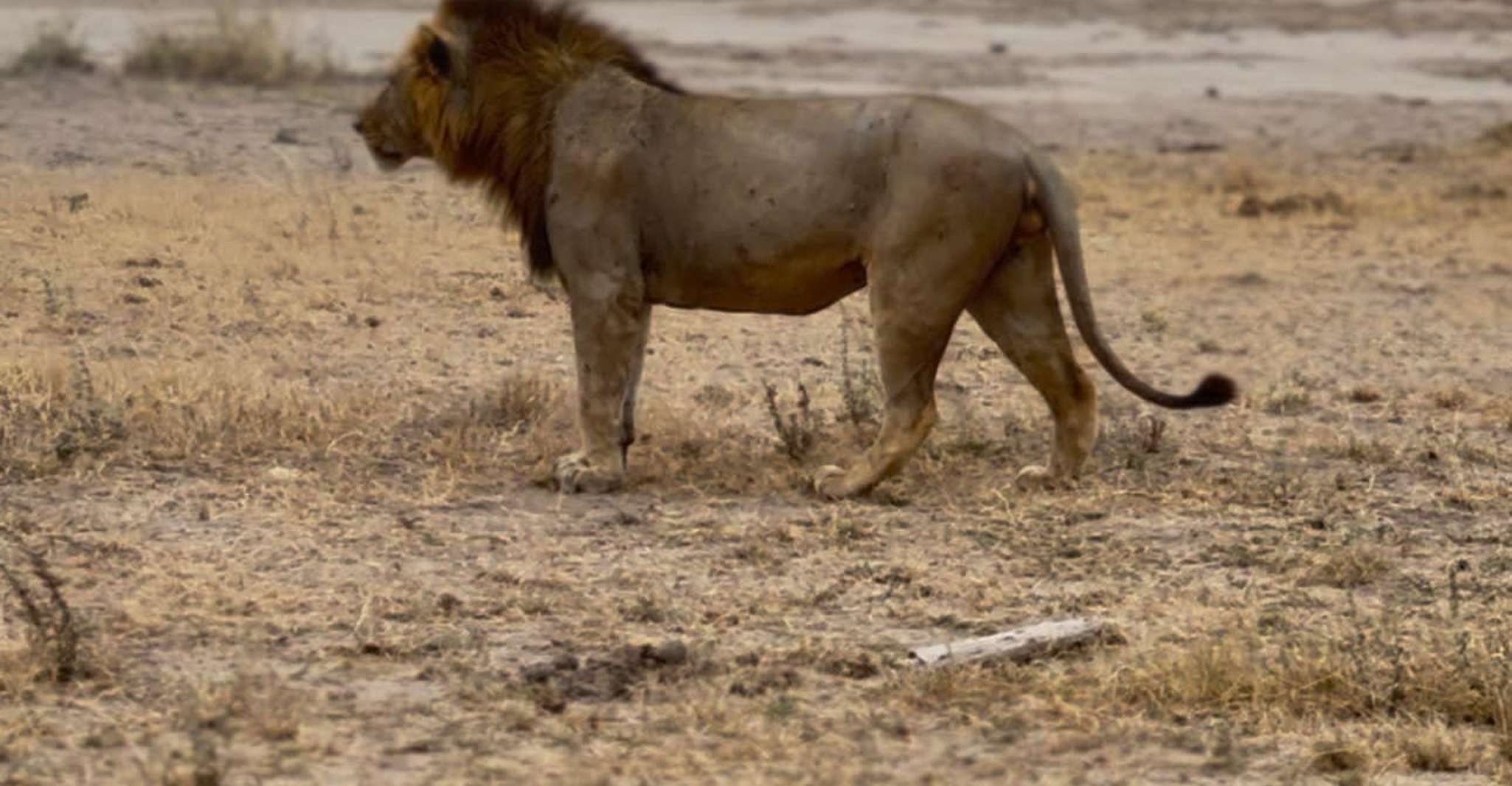 3 days Safari to Amboseli National Park - Housity