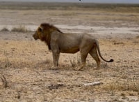 Safari de 3 días al Parque Nacional Amboseli - Housity