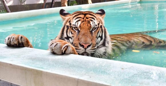 Phuket: Half Day Big Buddha, Tiger Park & ATV Tour
