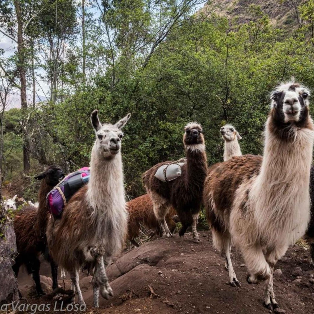 Galería de fotos para redes