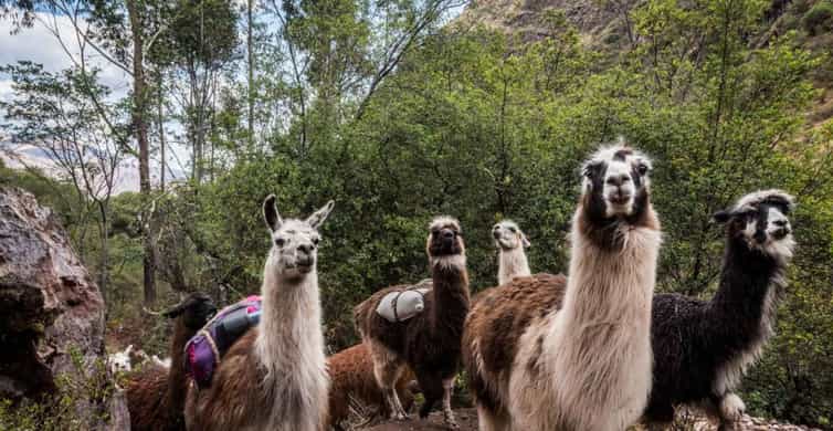 Galería de fotos para redes