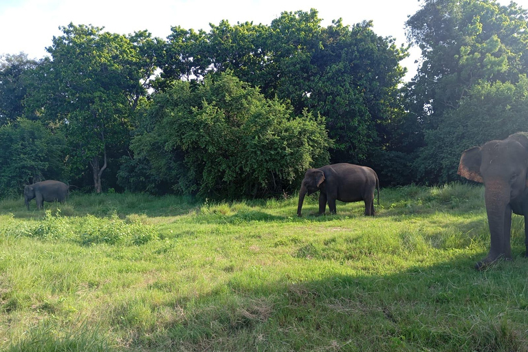 Wildlife experience at Minneriya National Park Safari