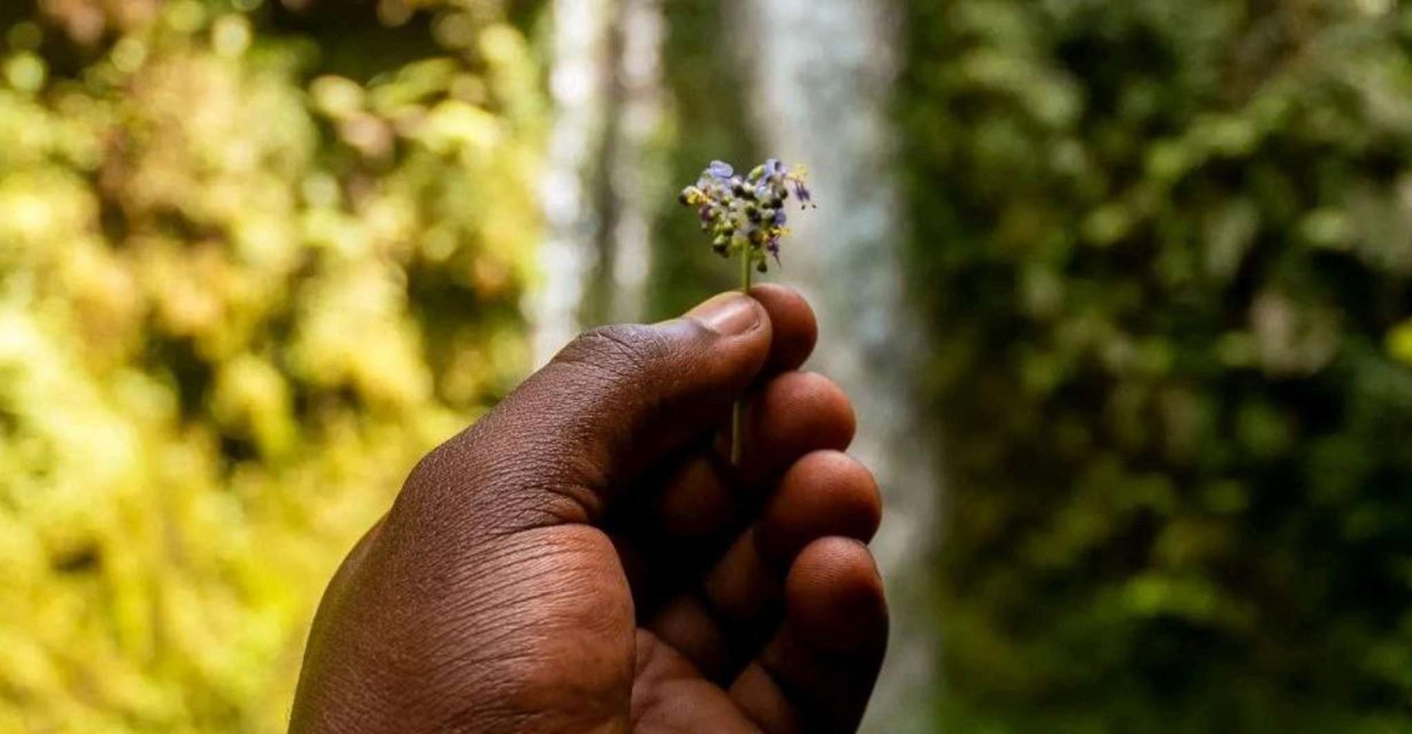 Marangu Waterfalls and Culture and History Tour - Housity