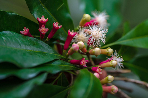 ZANZIBAR: Spice Farm, Jozani Forest, & Relax in Mtende beach Private Tour With Hotel Pickup and drop-off off included