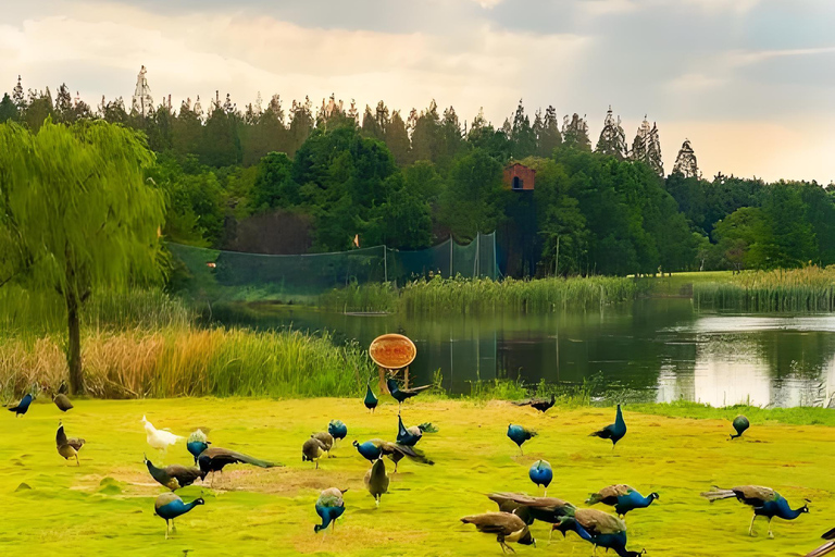上海：崇明岛私人观光（含午餐）