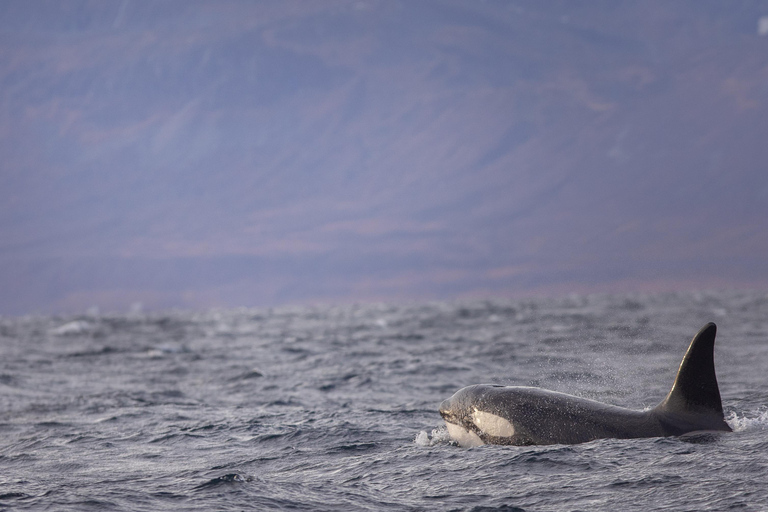 Skjervøy : Excursion en bateau chauffé pour l&#039;observation des orques et des baleines