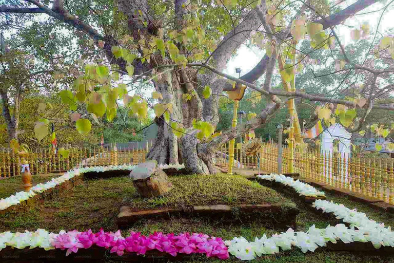 Anuradhapura &amp; Aukana: Private Tagestour von Sigiriya aus