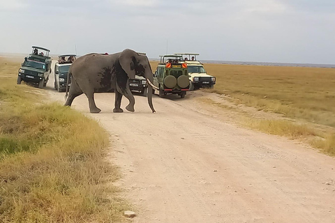 Nairobi: Viagem de 1 dia ao Parque Nacional de Amboseli com safari