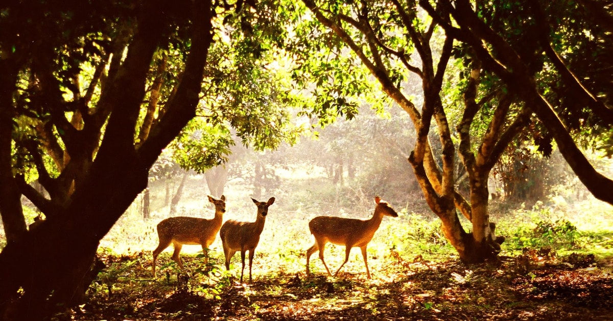 Von Hanoi 2 Tage Ninh Binh Cuc Phuong National Park GetYourGuide