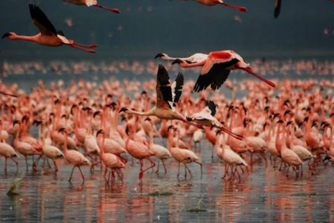 From Nairobi: 3-Day Lake Nakuru National Park Safari