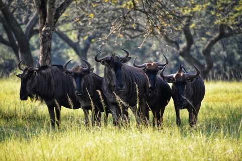 Mwea National Reserve Full-Day Safari from Nairobi