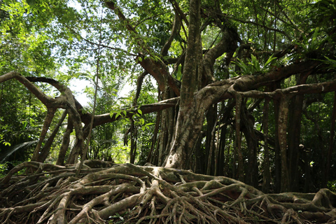 De kleine Amazone van Khao Lak: Dagtrip kano, trektocht en waterval