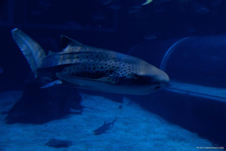 Río de Janeiro: ticket de entrada a AquaRio