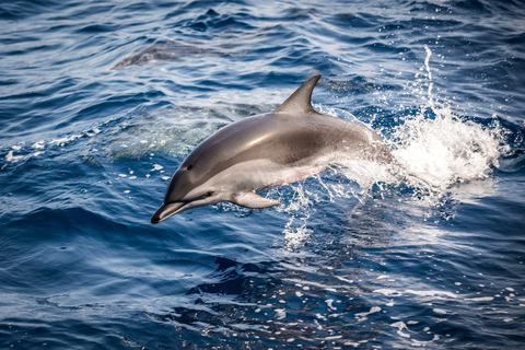 Shark Cage Diving: CAPE TOWN (Lunch & Transport included)