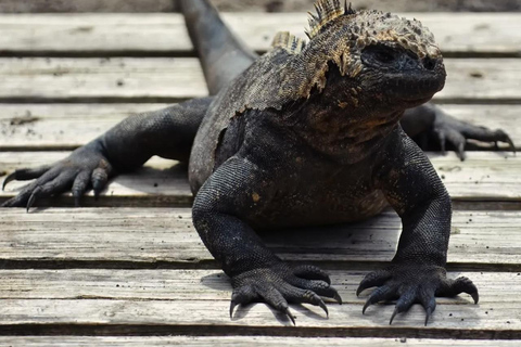 Isabela Island: Wetlands Tour with Giant Tortoise Center