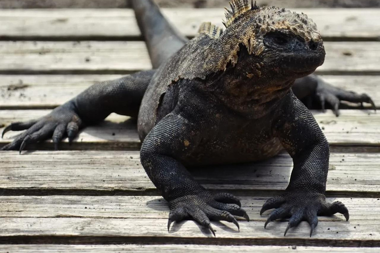 Isabela Island: Wetlands Tour with Giant Tortoise Center