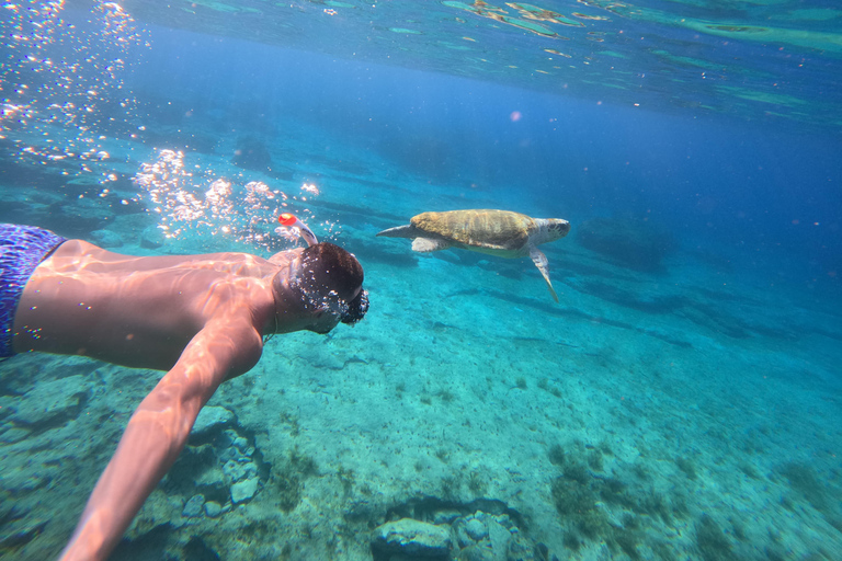 Paphos: snorkeltour met gids naar zeeschildpaddenPaphos: snorkelen met zeeschildpadden met gids