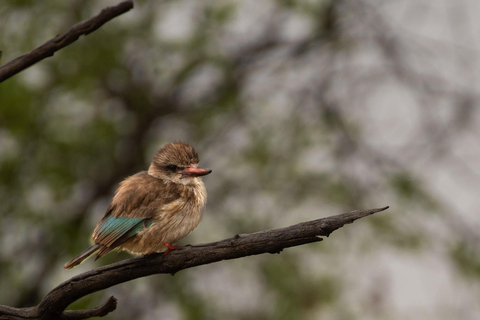 Pilanesberg Budget Safari2-dagars Bakgatla