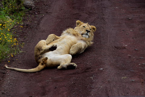 Arusha: Ngorongoro Crater Full-Day Safari Ngorongoro Crater: Full Day Safari