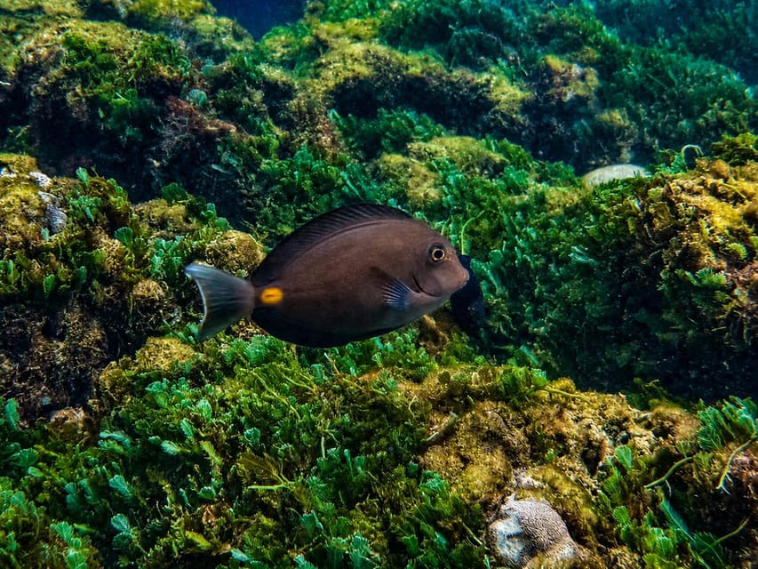Boa Vista - Reef snorkeling in Gatas Bay / Aperitif with locals