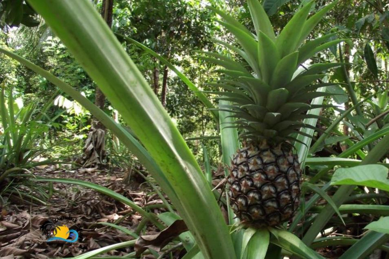 Zanzibar: Kruidenboerderij tour en kookles met lunch