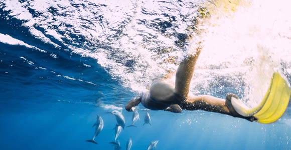 Tamarin: Dolphins, Crystal Rock, Benitiers Island, Lunch