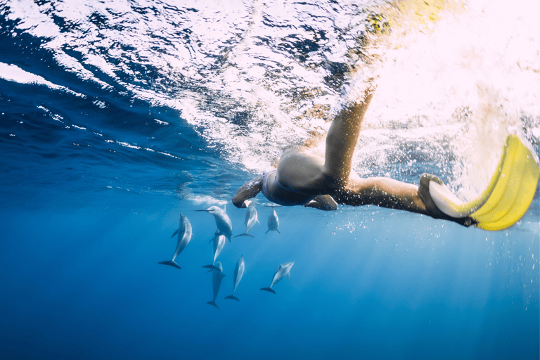 Nage avec les dauphins, île des Bénitiers, déjeuner, prise en charge et retourNage avec les dauphins, rocher de cristal, île des Bénitiers et déjeuner