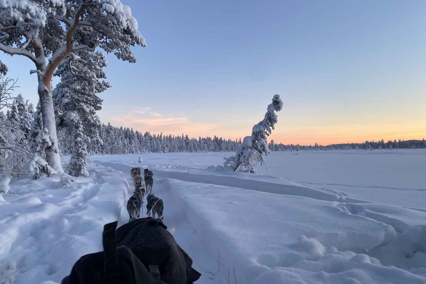 Kiruna: Sit Back and Relax Morning Dogsledding Tour