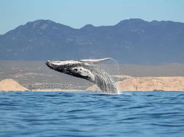 San José del Cabo experiencia de avistamiento de ballenas GetYourGuide