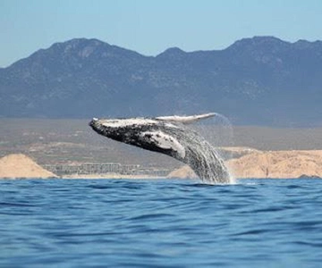 San José del Cabo: Esperienza di osservazione delle balene