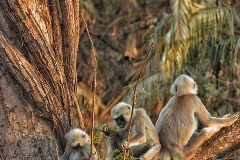 Chitwan National Park: Full-Day Jeep Safari with Lunch