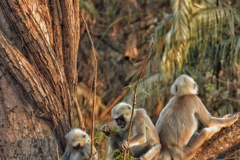 Chitwan National Park: Full-Day Jeep Safari with Lunch