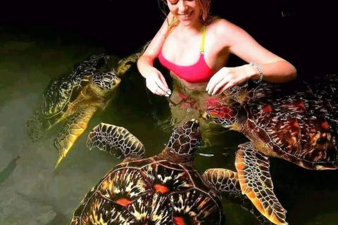 ZANZIBAR: Sea Turtles Swimming, Location Nungwi or Kizimkazi Salaam Cave Feeding & Swimming with and Sea Turtles