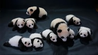 Chengdu Panda Base and Dujiangyan One-Day Private Tour - Housity