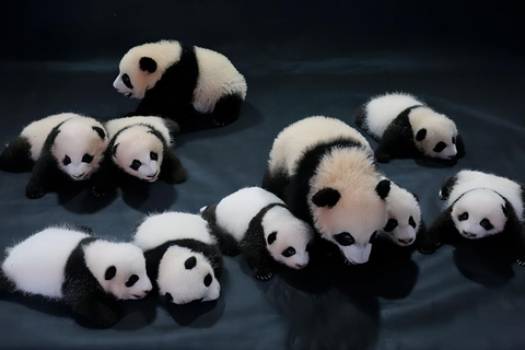 Excursion d&#039;une journée à la base de pandas de Chengdu et au bouddha géant de LeshanVisite privée de la base de pandas de Chengdu et du Bouddha de Leshan