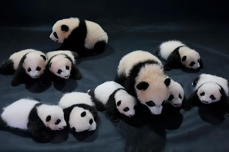 Excursion d&#039;une journée à la base de pandas de Chengdu et au bouddha géant de LeshanVisite privée de la base de pandas de Chengdu et du Bouddha de Leshan