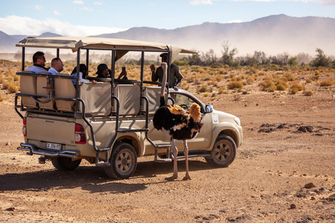 Cape Town: One-Day Safari with Game Drive & Lunch